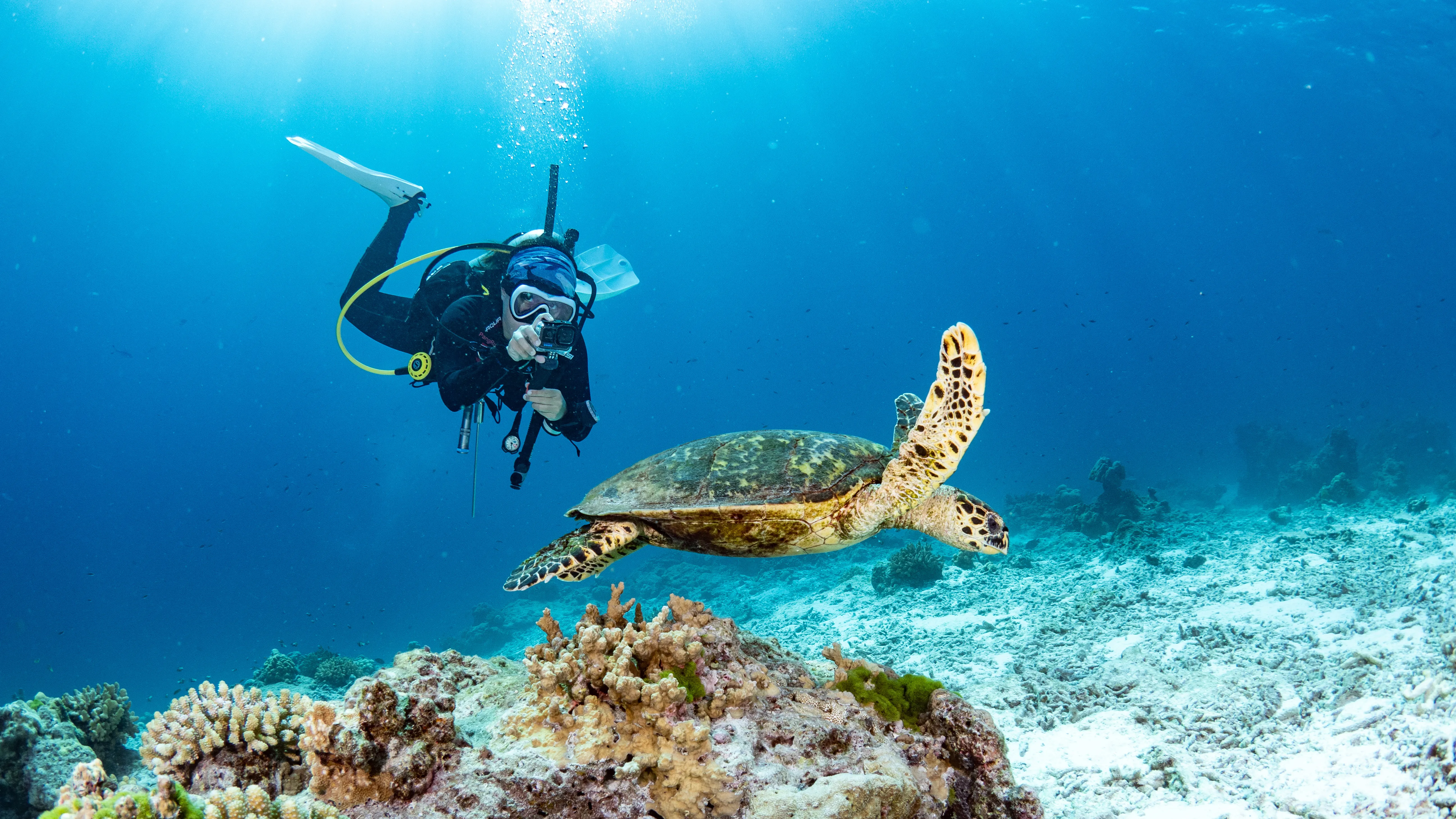 https://s3.ap-southeast-1.amazonaws.com/giant-stride-media-staging/3idvoU1E17iZ-scuba%20diver%20take%20a%20photo%20with%20turtle%20underwater%20in%20koh%20tao.webp